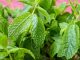 mint for bad breath