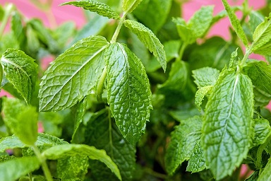 mint for bad breath